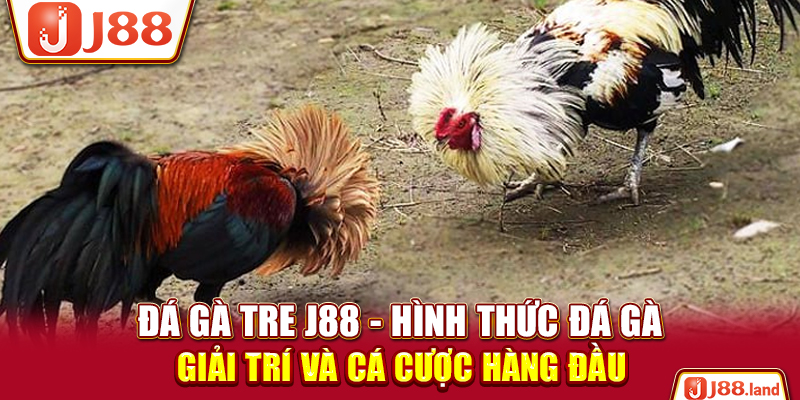 Đá Gà Tre J88 – Hình Thức Đá Gà Giải Trí Và Cá Cược Hàng Đầu