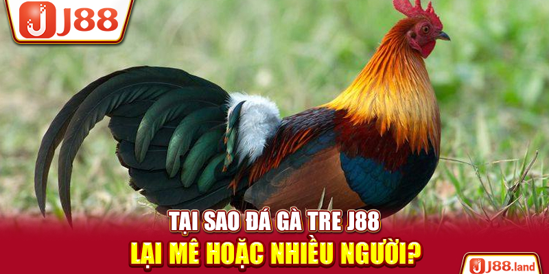 Tại sao đá gà tre J88 lại mê hoặc nhiều người?